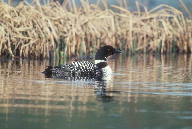 Common Loon (Gavia immer) {!--큰아비-->; DISPLAY FULL IMAGE.