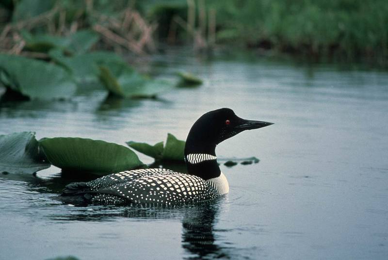 Common Loon (Gavia immer) {!--큰아비-->; DISPLAY FULL IMAGE.