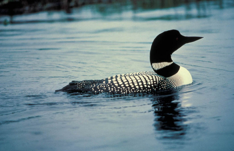 Common Loon (Gavia immer) {!--큰아비-->; DISPLAY FULL IMAGE.