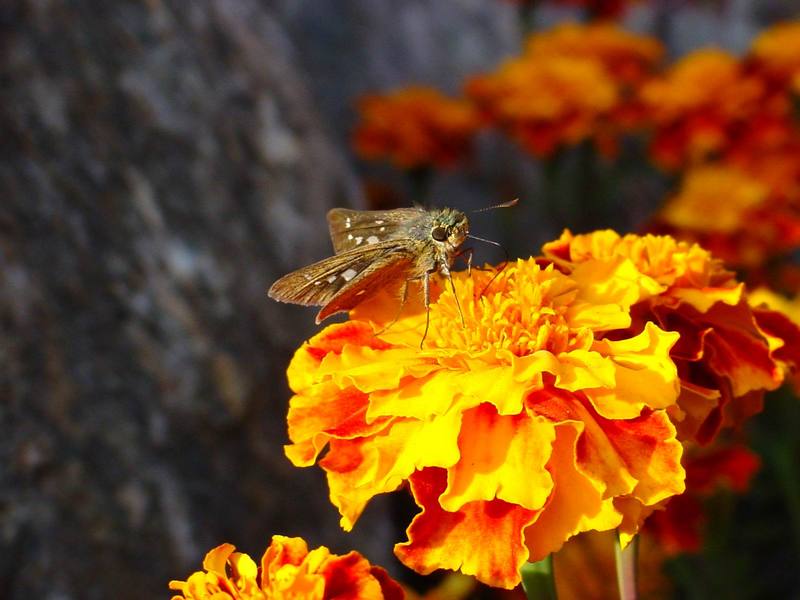 줄점팔랑나비 Parnara guttata (Common Straight Swift Butterfly); DISPLAY FULL IMAGE.