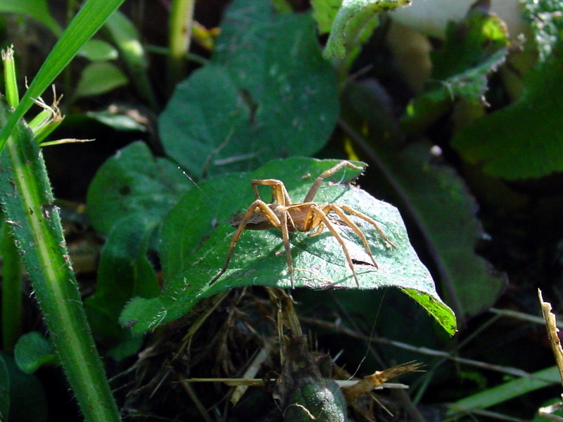 spider, wolf spider; DISPLAY FULL IMAGE.