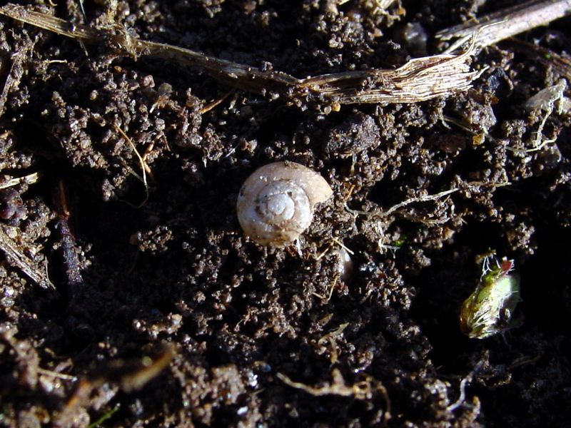 snail; DISPLAY FULL IMAGE.