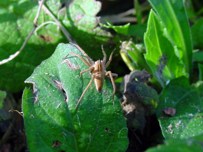 Wolf spider?; DISPLAY FULL IMAGE.
