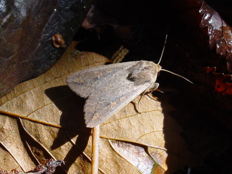 Moth; DISPLAY FULL IMAGE.