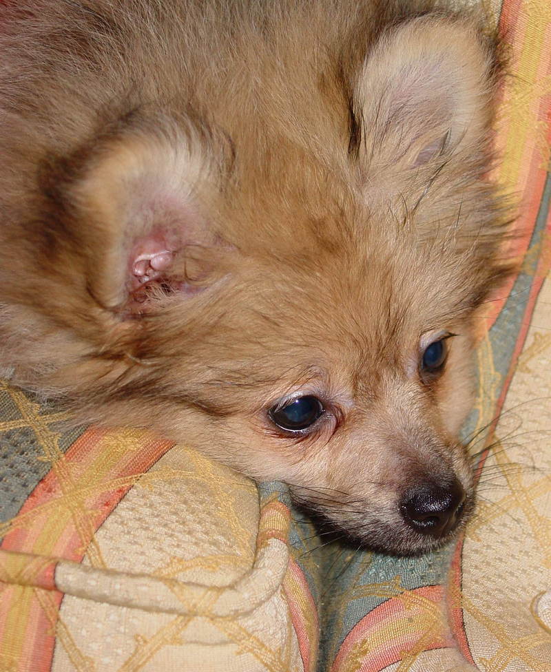 Pomeranian puppy, my dog; DISPLAY FULL IMAGE.