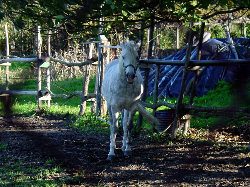 horse; DISPLAY FULL IMAGE.