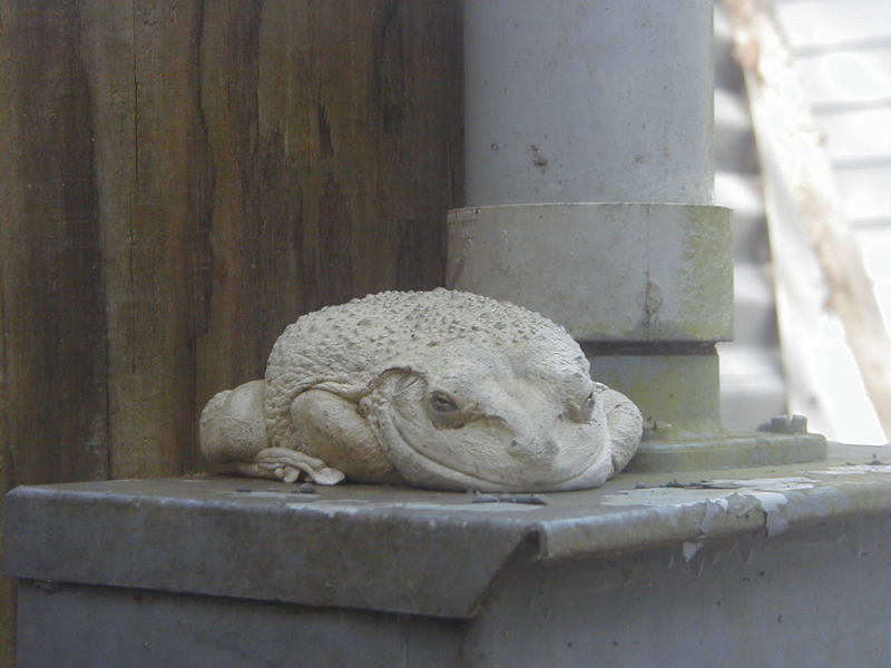 caribbeian white monkey face tree frog; DISPLAY FULL IMAGE.