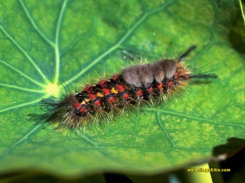 CATERPILLAR; DISPLAY FULL IMAGE.