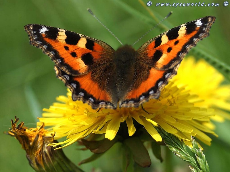 Small Tortoiseshell Butterfly - Aglais urticae; DISPLAY FULL IMAGE.