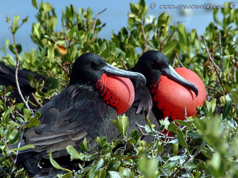 Great Frigatebird males; DISPLAY FULL IMAGE.