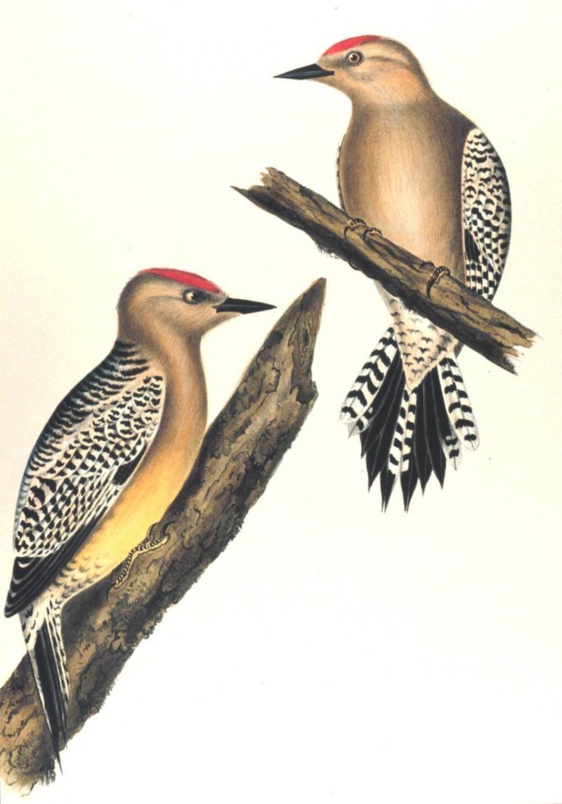 [Drawing] Gila Woodpecker pair (Melanerpes uropygialis) {!--힐라딱다구리-->; DISPLAY FULL IMAGE.