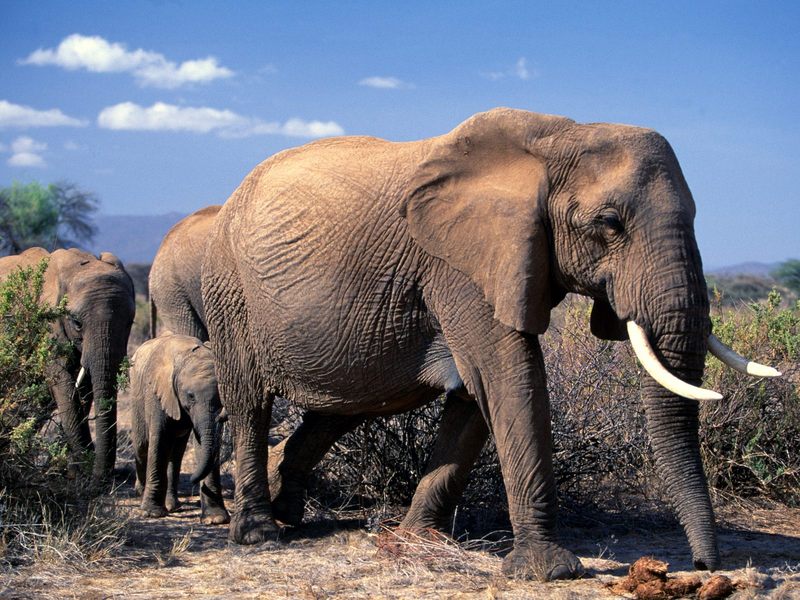 [Daily Photos CD 03] African Elephant mother and calves; DISPLAY FULL IMAGE.