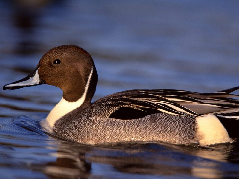 [Daily Photos CD 03] Northern Pintail Drake; DISPLAY FULL IMAGE.