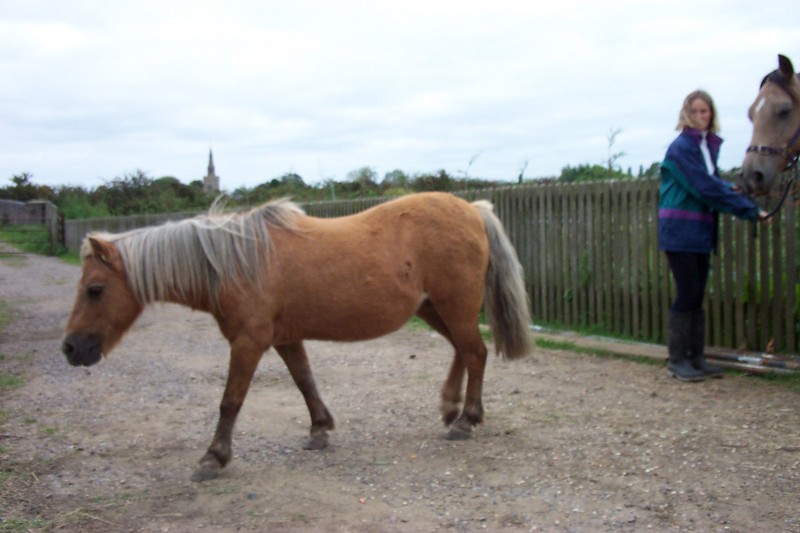pretty/pony; DISPLAY FULL IMAGE.