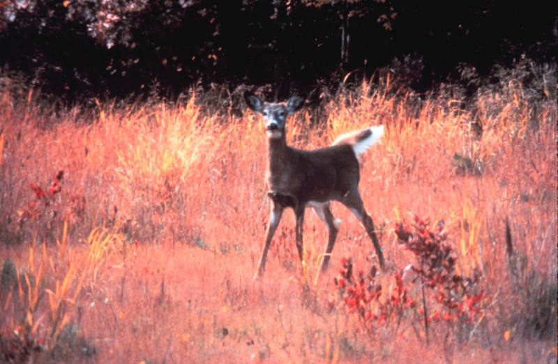 White-tailed Deer (Odocoileus virginianus) {!--흰꼬리사슴-->; DISPLAY FULL IMAGE.