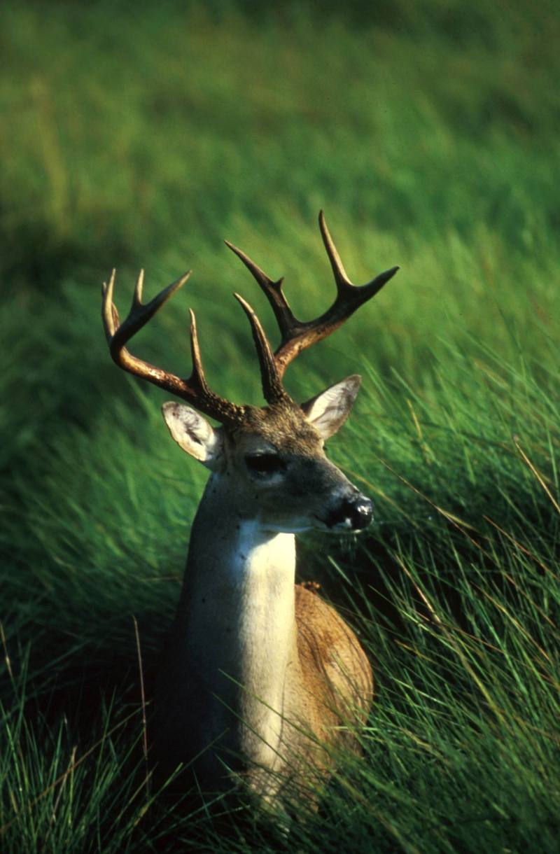 White-tailed Deer buck (Odocoileus virginianus) {!--흰꼬리사슴-->; DISPLAY FULL IMAGE.