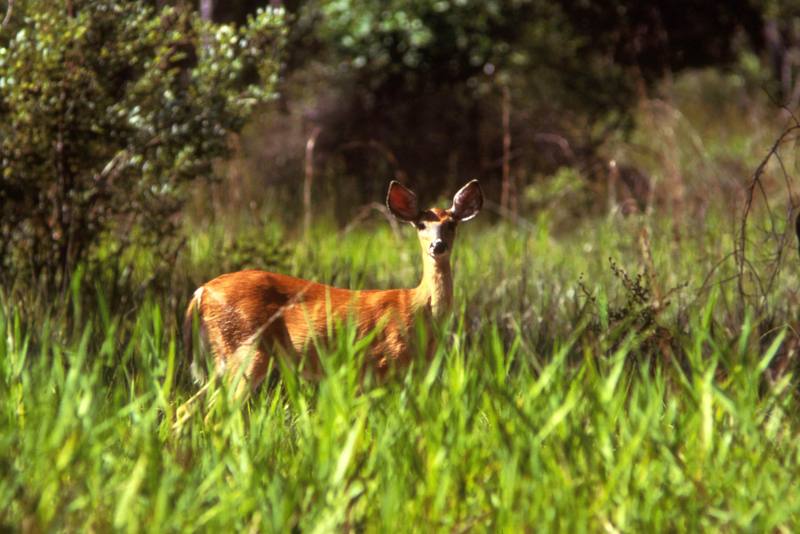 White-tailed Deer (Odocoileus virginianus) {!--흰꼬리사슴-->; DISPLAY FULL IMAGE.