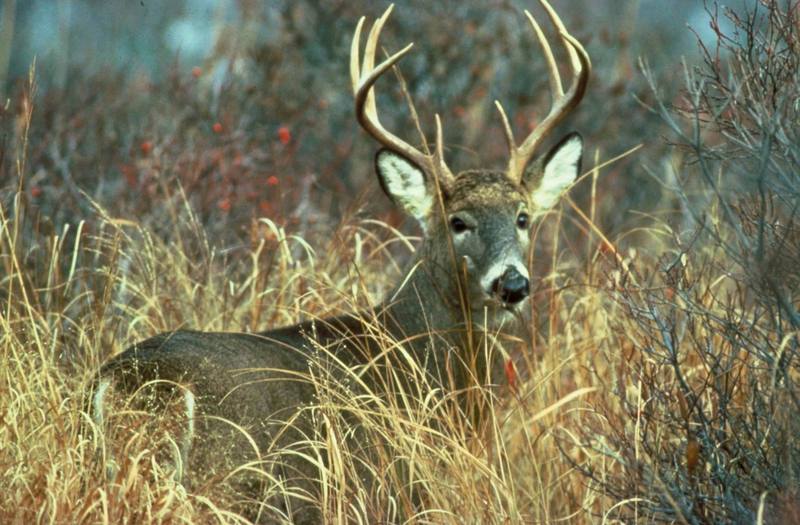 White-tailed Deer buck (Odocoileus virginianus) {!--흰꼬리사슴-->; DISPLAY FULL IMAGE.