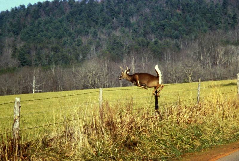 White-tailed Deer jumping (Odocoileus virginianus) {!--흰꼬리사슴-->; DISPLAY FULL IMAGE.