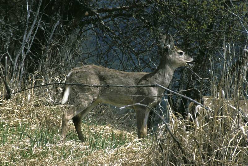 White-tailed Deer (Odocoileus virginianus) {!--흰꼬리사슴-->; DISPLAY FULL IMAGE.