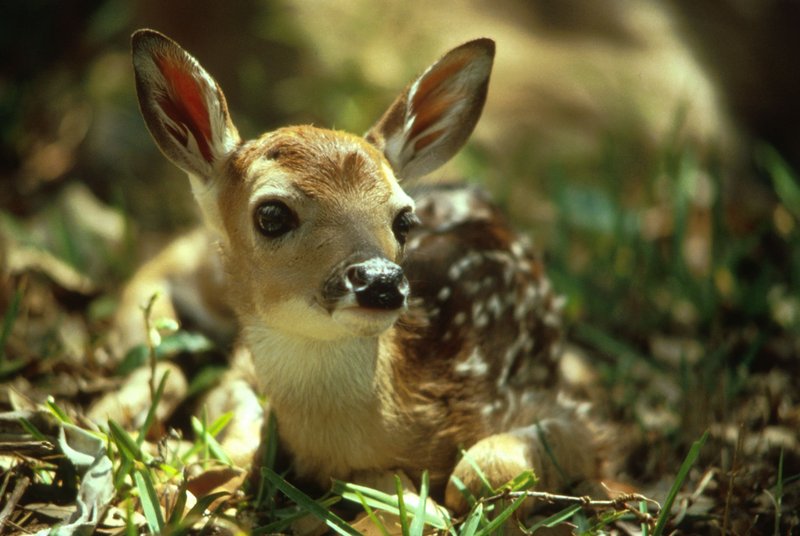 White-tailed Deer fawn (Odocoileus virginianus) {!--흰꼬리사슴-->; DISPLAY FULL IMAGE.