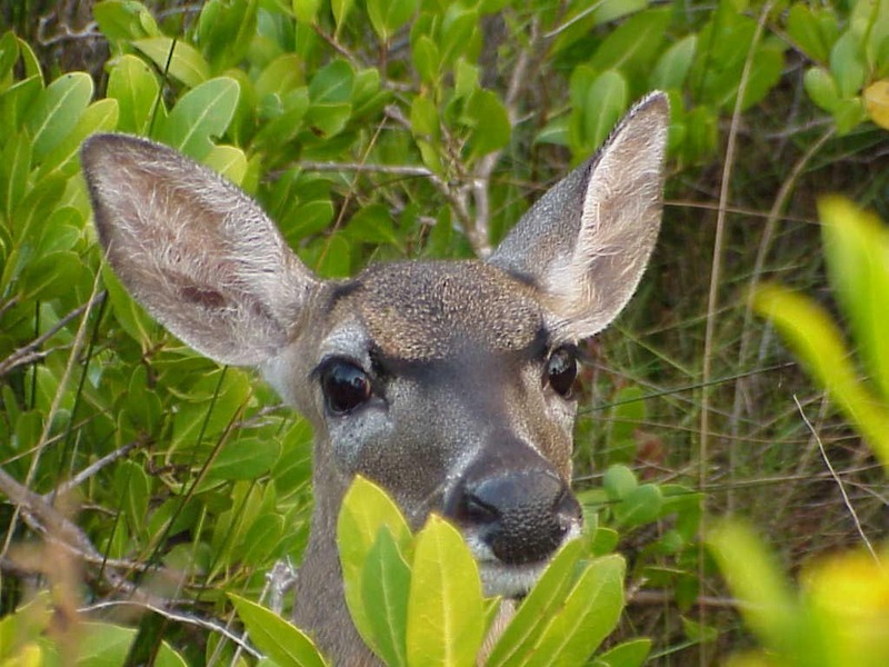 Florida Key Deer (Odocoileus virginianus clavium) {!--플로리다흰꼬리사슴-->; DISPLAY FULL IMAGE.