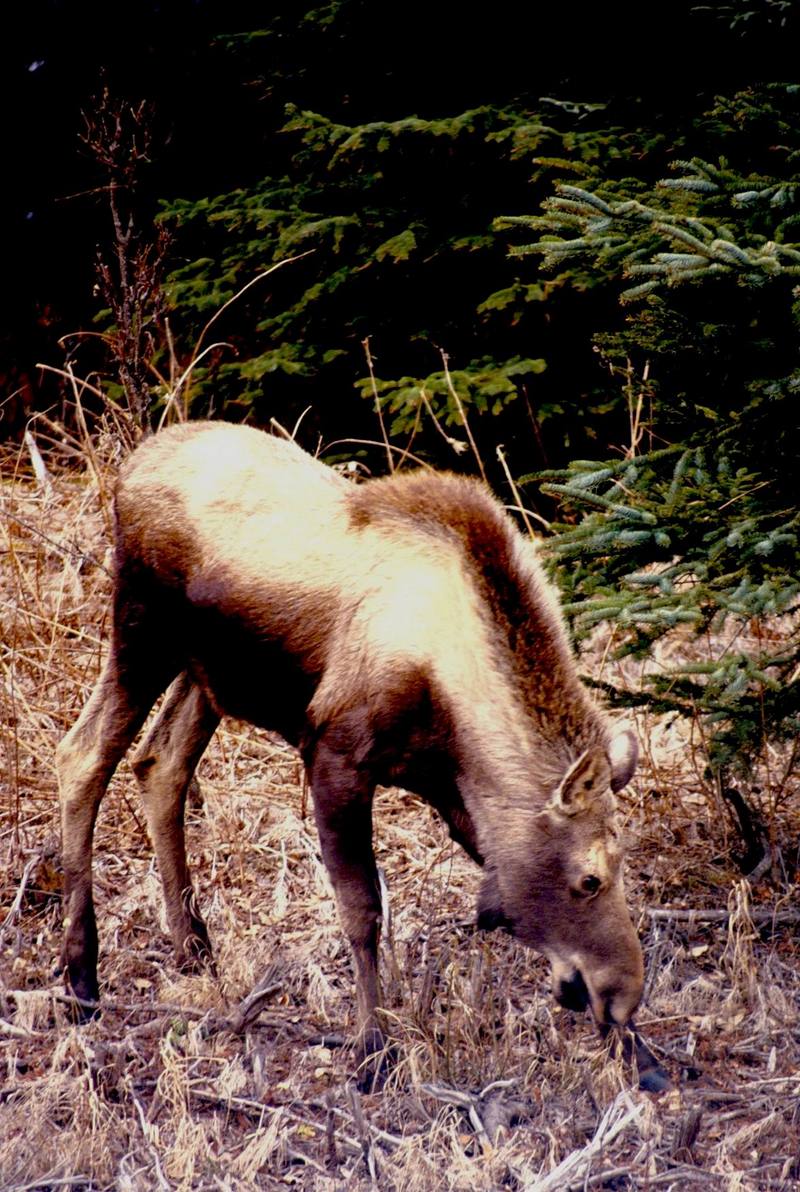 Young Moose (Alces alces) {!--말코손바닥사슴-->; DISPLAY FULL IMAGE.