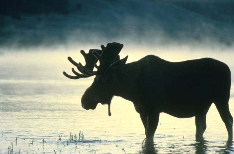 Bull Moose (Alces alces) {!--말코손바닥사슴-->; DISPLAY FULL IMAGE.
