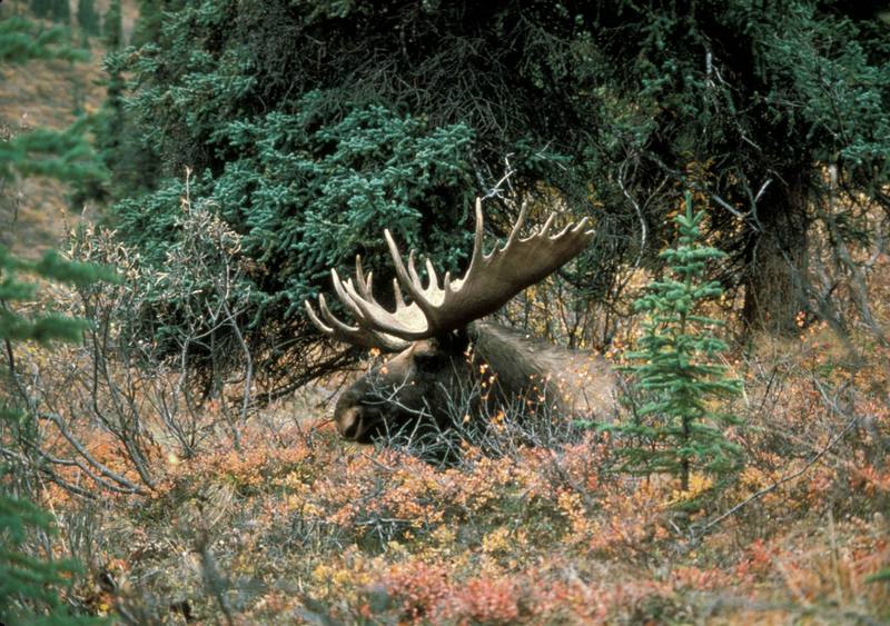 Bull Moose (Alces alces) {!--말코손바닥사슴-->; DISPLAY FULL IMAGE.