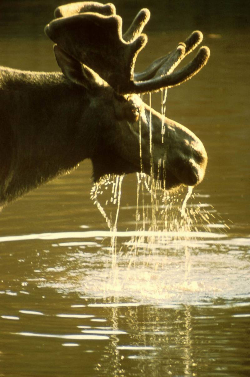 Moose (Alces alces) {!--말코손바닥사슴-->; DISPLAY FULL IMAGE.