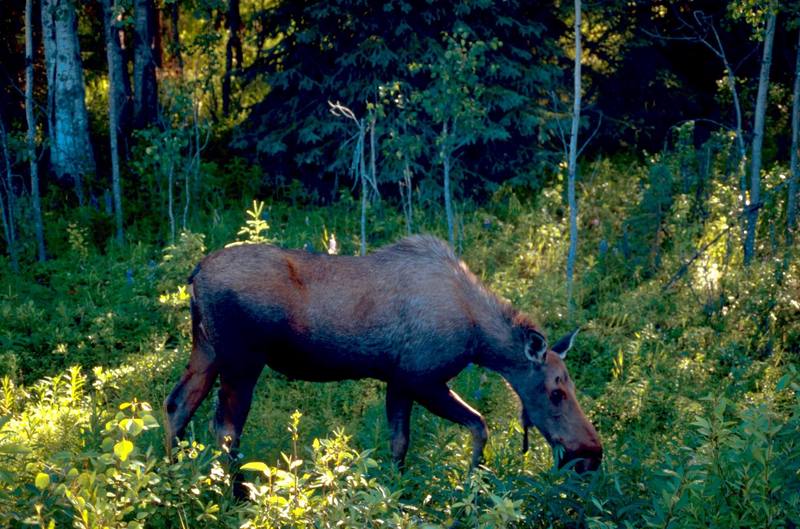 Moose (Alces alces) {!--말코손바닥사슴-->; DISPLAY FULL IMAGE.