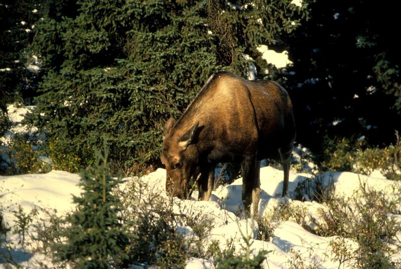 Moose (Alces alces) {!--말코손바닥사슴-->; DISPLAY FULL IMAGE.