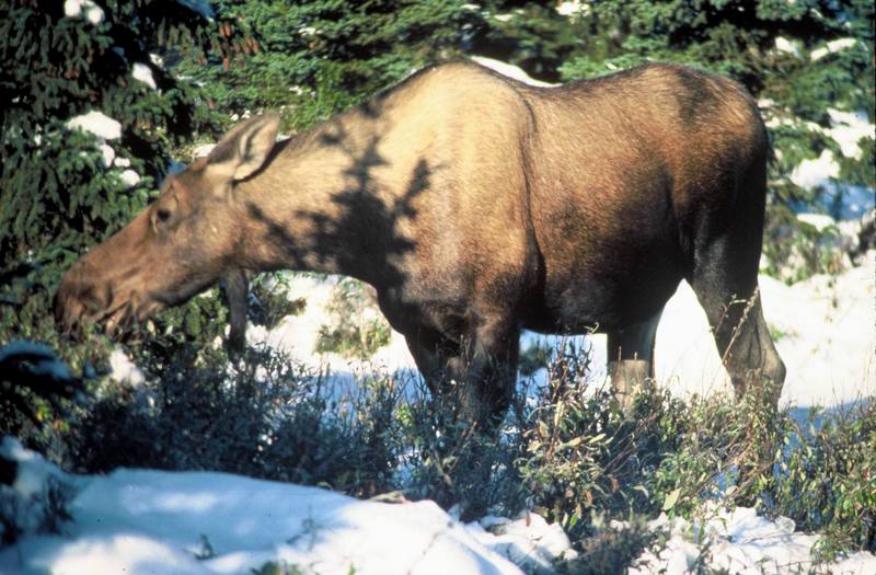 Moose (Alces alces) {!--말코손바닥사슴-->; DISPLAY FULL IMAGE.