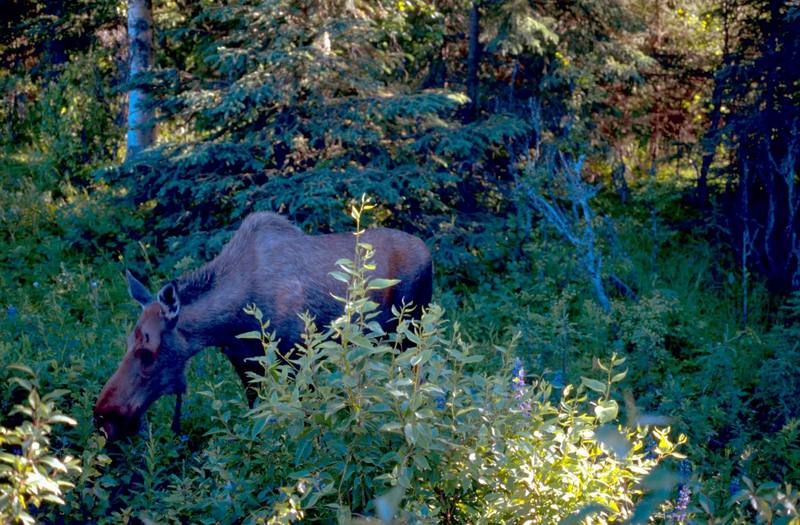 Moose (Alces alces) {!--말코손바닥사슴-->; DISPLAY FULL IMAGE.