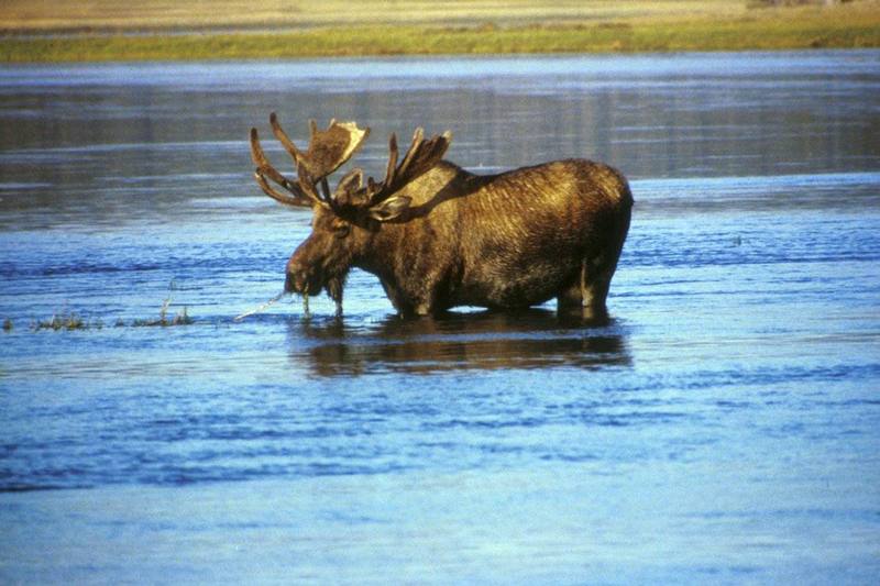 Moose (Alces alces) {!--말코손바닥사슴-->; DISPLAY FULL IMAGE.