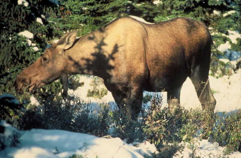 Moose (Alces alces) {!--말코손바닥사슴-->; DISPLAY FULL IMAGE.