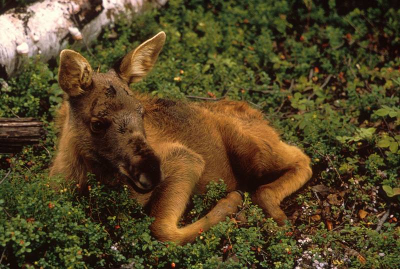 Moose calf (Alces alces) {!--말코손바닥사슴-->; DISPLAY FULL IMAGE.