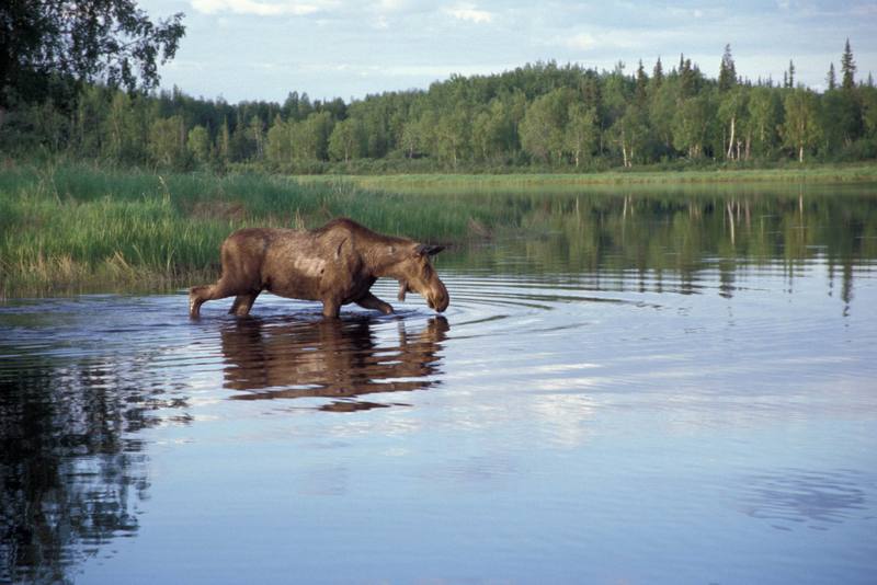 Moose (Alces alces) {!--말코손바닥사슴-->; DISPLAY FULL IMAGE.