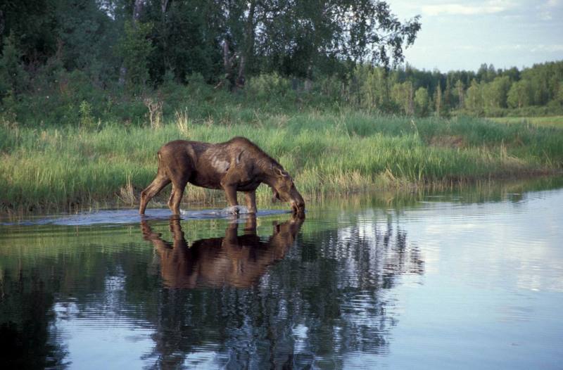 Moose (Alces alces) {!--말코손바닥사슴-->; DISPLAY FULL IMAGE.