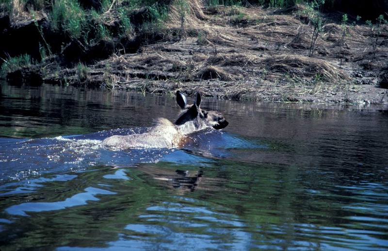Swimming Moose (Alces alces) {!--말코손바닥사슴-->; DISPLAY FULL IMAGE.