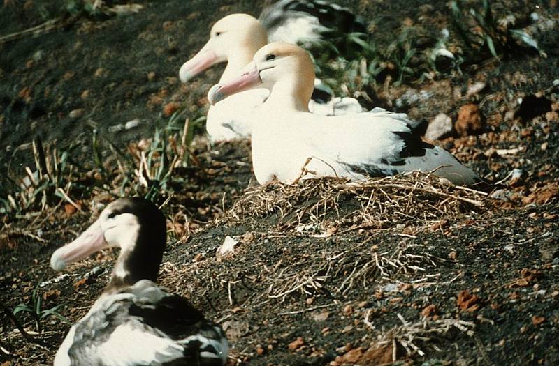 Short-tailed Albatross (Diomedea albatrus) {!--신천옹(알바트로스)-->; DISPLAY FULL IMAGE.