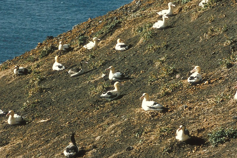 Short-tailed Albatross (Diomedea albatrus) {!--신천옹(알바트로스)-->; DISPLAY FULL IMAGE.