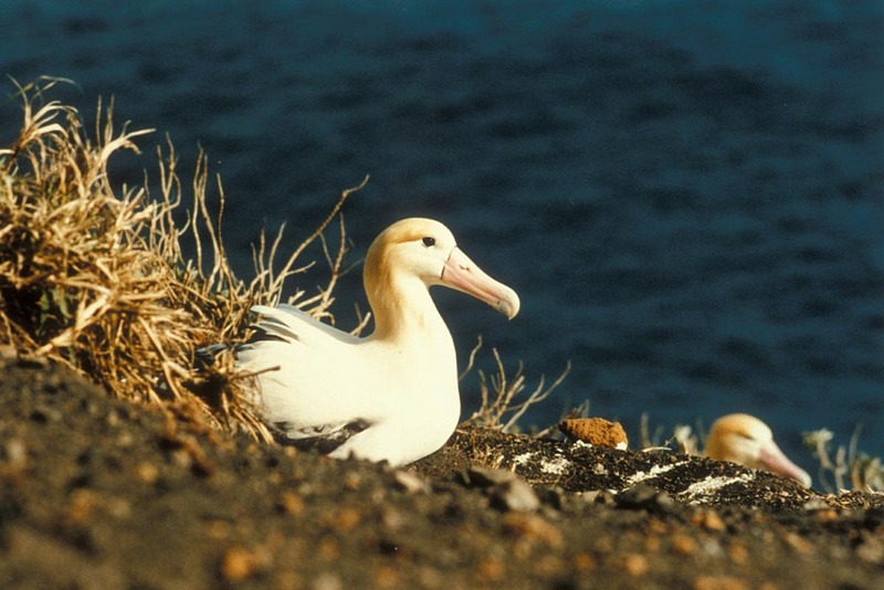 Short-tailed Albatross (Diomedea albatrus) {!--신천옹(알바트로스)-->; DISPLAY FULL IMAGE.