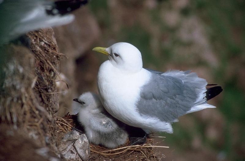 Black-legged Kittiwake and Chick (Rissa tridactyla) {!--세가락갈매기-->; DISPLAY FULL IMAGE.