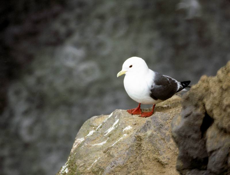 Red-legged Kittiwake (Rissa brevirostris) {!--붉은세가락갈매기-->; DISPLAY FULL IMAGE.