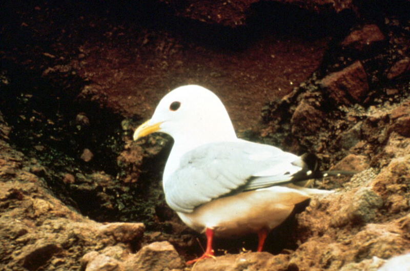 Red-legged Kittiwake (Rissa brevirostris) {!--붉은세가락갈매기-->; DISPLAY FULL IMAGE.