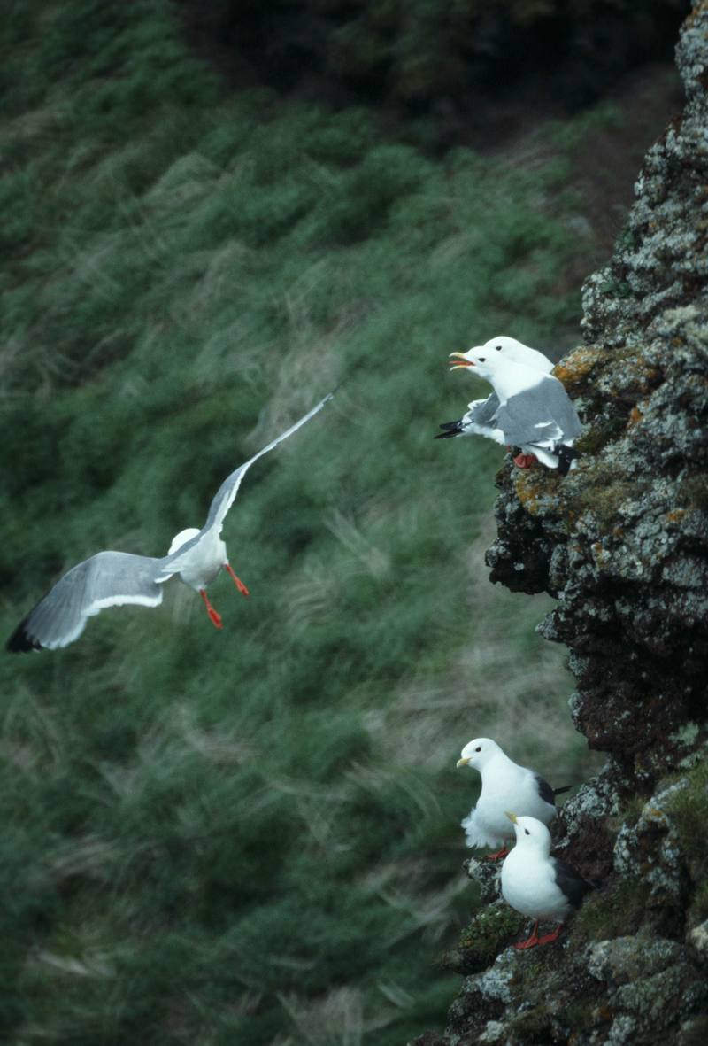 Red-legged Kittiwake (Rissa brevirostris) {!--붉은세가락갈매기-->; DISPLAY FULL IMAGE.