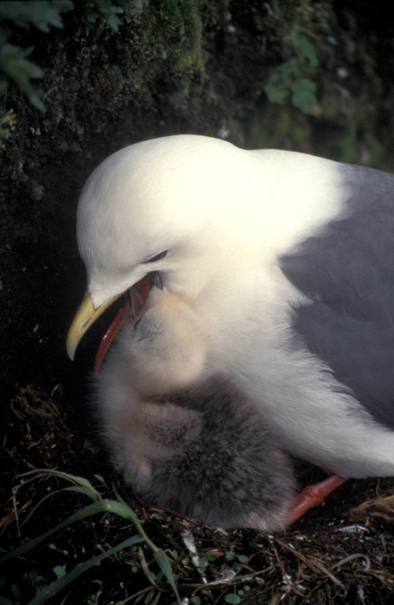 Red-legged Kittiwake and chick (Rissa brevirostris) {!--붉은세가락갈매기-->; DISPLAY FULL IMAGE.