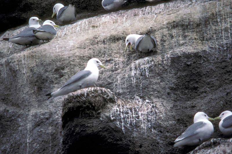 Black-legged Kittiwake colony (Rissa tridactyla) {!--세가락갈매기-->; DISPLAY FULL IMAGE.