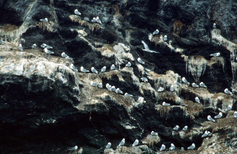 Black-legged Kittiwake colony (Rissa tridactyla) {!--세가락갈매기-->; DISPLAY FULL IMAGE.